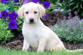 Labs are known for being loyal, intelligent, kindhearted, & energetic. Yellow Lab Puppies For Sale California News At Puppies Api Ufc Com