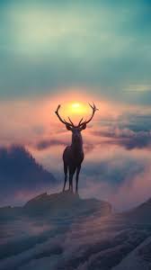 Download Animal Wallpaper By Anurag7771 72 Free On Zedge Now Browse Millions Of Popular Deer Wallpapers Deer Photography Animal Wallpaper Deer Wallpaper