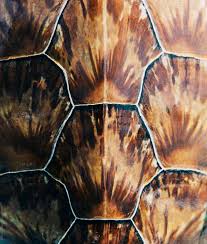 It is constructed of modified bony elements such as the ribs, parts of the pelvis and other bones found in most reptiles. Close Up Of Sea Turtle Shell By Raymond Forbes Photography
