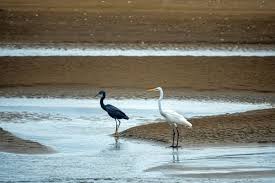 Image result for Actiniopteris dimorpha