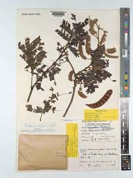 Image result for Pseudoprosopis
