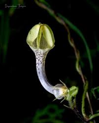 Image result for Ceropegia achtenii