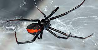 Black widow spiders have the most toxic spider bite in the us. What To Do If You See A Black Widow Spider Schendel Blog