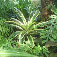 Image result for Aechmea mexicana