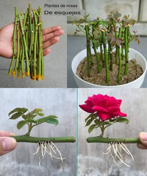 Esquejes_ Aprende a Preparar y Plantar Paso a Paso. #fblifestyle