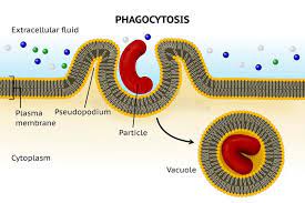 Phagocytosis Cell Transport Phagocytosis Involves The Extension From The Cell Sponsored Involves Extension C Cell Transport Cell Extracellular Fluid