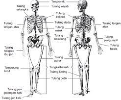 We did not find results for: Struktur Tulang Manusia Forensic Medicine Of Indonesia