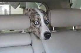 .iar lungimea pasului fiului este de 50 cm.ei merg împreună pe o distanță de 3 km.cu câți pași face mai mult fiul anita12 anita12. Lungimea Pasului Tatalui Este De 75 Cm Iar Lungimea Pasului Fiului Este De 50cm Ei Merg Impreuna Pe O Brainly Ro