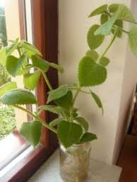 Image result for foto moud Forsterův