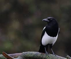 Talent borrows, genius steals.aka the sea rider of hamborough. Pin Su Animals