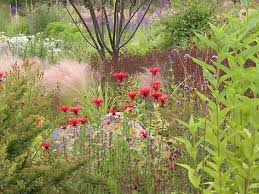 Origanum Mit Frauenhaar Stipa Miscanthus Monarden Plants Plant Design Shrubs