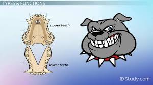 Animal Dental Formulas