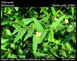 Image result for Sida acuta