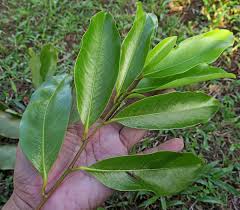 Image result for Brackenridgea