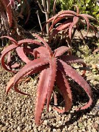 Image result for Aloe cameronii