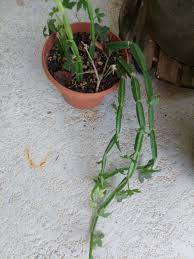 Image result for Duosperma quadrangulare