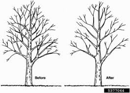 To trim a tree in the front yard of your house is going to cost you less than the same tree at the rear of your property. Tree Trimming Pruning Tips Techniques Tree Removal