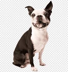 At angel pet hospital, a veterinarian you can trust will see your pet and answer any questions you have. Vaccination Of Dogs Png Images Pngegg