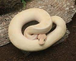 Best Price Ball Pythons For Sale Dynasty Reptiles Ball Python Pythons For Sale Cute Reptiles