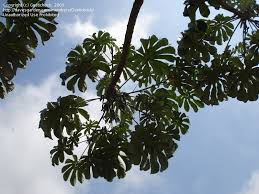 Image result for Cecropia pachystachya