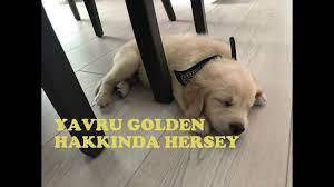 2 aylik yavru golden retriever sezar youtube