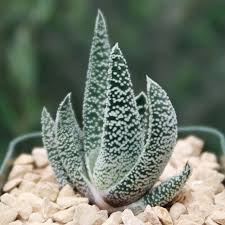 Image result for Gymnosporia oxycarpa