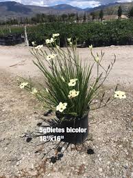 Image result for Dietes