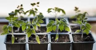 We did not find results for: Grow Light Guidelines For Getting Seeds Started My Garden Life