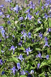 Image result for Clematis pulchra