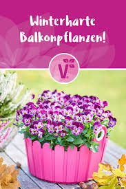 Volmary Pflanzen Online Kaufen Im Volmary Online Shop Winterharte Blumen Winterharte Pflanzen Winterharte Balkonpflanzen