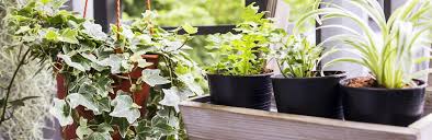 Most of these vegetables require at least 6 hours of sunlight a day. Grow A Vegetable Fruit Balcony Garden Love The Garden