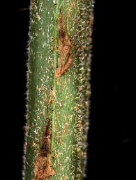 Image result for Lastreopsis vogelii
