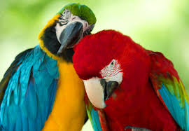 Image result for tbn:ED285OK8yRCGdM::www.hawanaajd.com/backgd/data/media/4/Wallpapers_-_Parrots_-_01.jpg