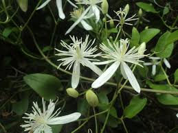 Image result for Clematis commutata