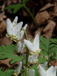 Image result for Fumariaceae