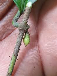 Image result for Landolphia congolensis