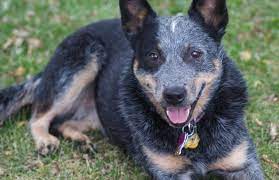 Queensland Heeler All About Dogs