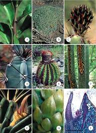There are two ways to pay for expanded licenses. Structure Function Relationships In Highly Modified Shoots Of Cactaceae Abstract Europe Pmc