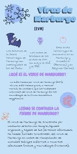 Los seres humanos pueden contraer los virus de animales infectados. Virus Info By Alejandrarias598 On Genially