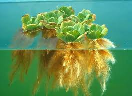 Image result for Pistia