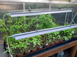 We did not find results for: Using Grow Lights For Seedlings Or Indoor Plants Homestead And Chill