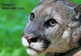 Bobcats reproduce more bobcats by sexual reproduction. Bobcats Mountain Lions Cougars And Leopards In Ohio With Video Akron Ohio Moms