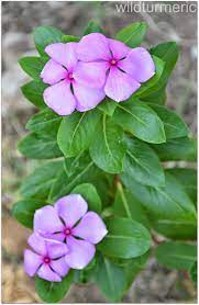 4 Top Health Benefits Of Nithyakalyani Sadabahar Flower Rosy Periwinkle Madagascar Periwinkle Wildturmeric Common Garden Plants Periwinkle Plant Plant Benefits