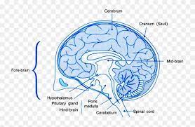 Find Hd Draw A Labelled Diagram Of A Section Of Human Brain Human Brain Class 10 Hd Png Download To Search And Download Mor Human Brain Brain Diagram Brain