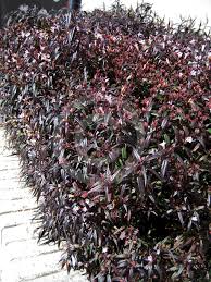 Image result for Strobilanthes anisophylla