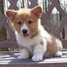 The welsh corgi comprises two distinct breeds, the cardigan welsh corgi, which is the larger of the two, and the pembroke welsh corgi, which is more common. Cute Husky Puppies Cute Puppies Photo 41541439 Fanpop