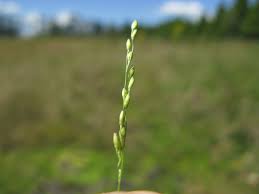 Image result for Panicum gilvum