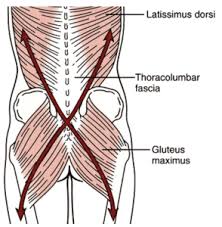 Oct 16, 2020 · understanding the lower back. The Anatomy Of The Glutes And Their Role In Lower Back Pain Gw Osteopathy