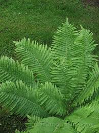 Image result for Woodsiaceae