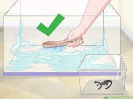 How To Care For An Aquatic Newt: 11 Steps (With Pictures)